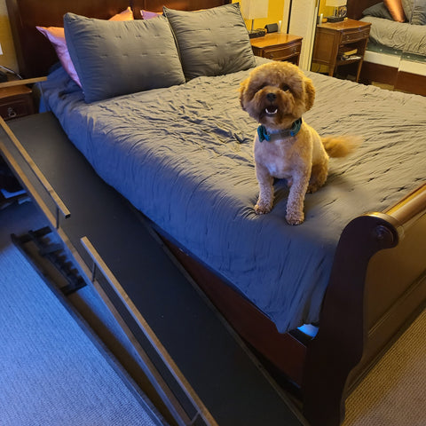 Gauss the Maltipoo with his DoggoRamps Small Bed Ramp by the bed