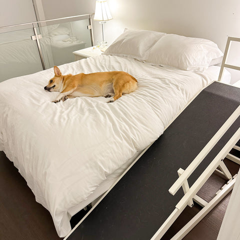 Corgi sleeping on the bed with his dog ramp next to him