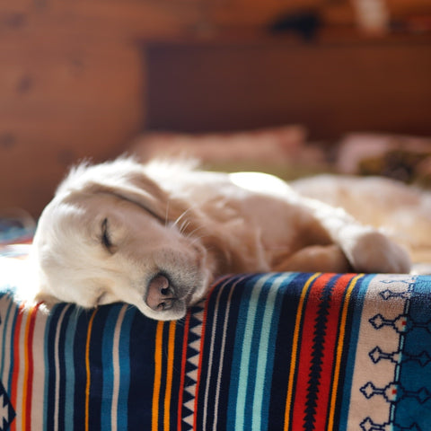 Golden Retriever sleeping on a bed