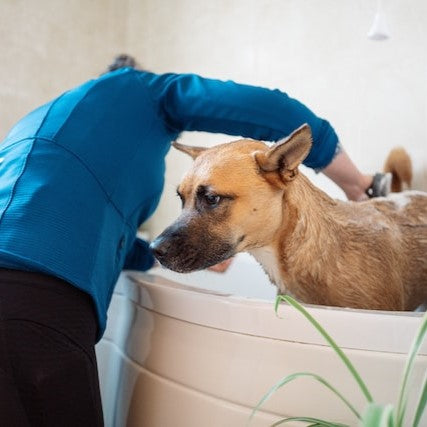 A woman bathing her short-haired big dog in the bathtub