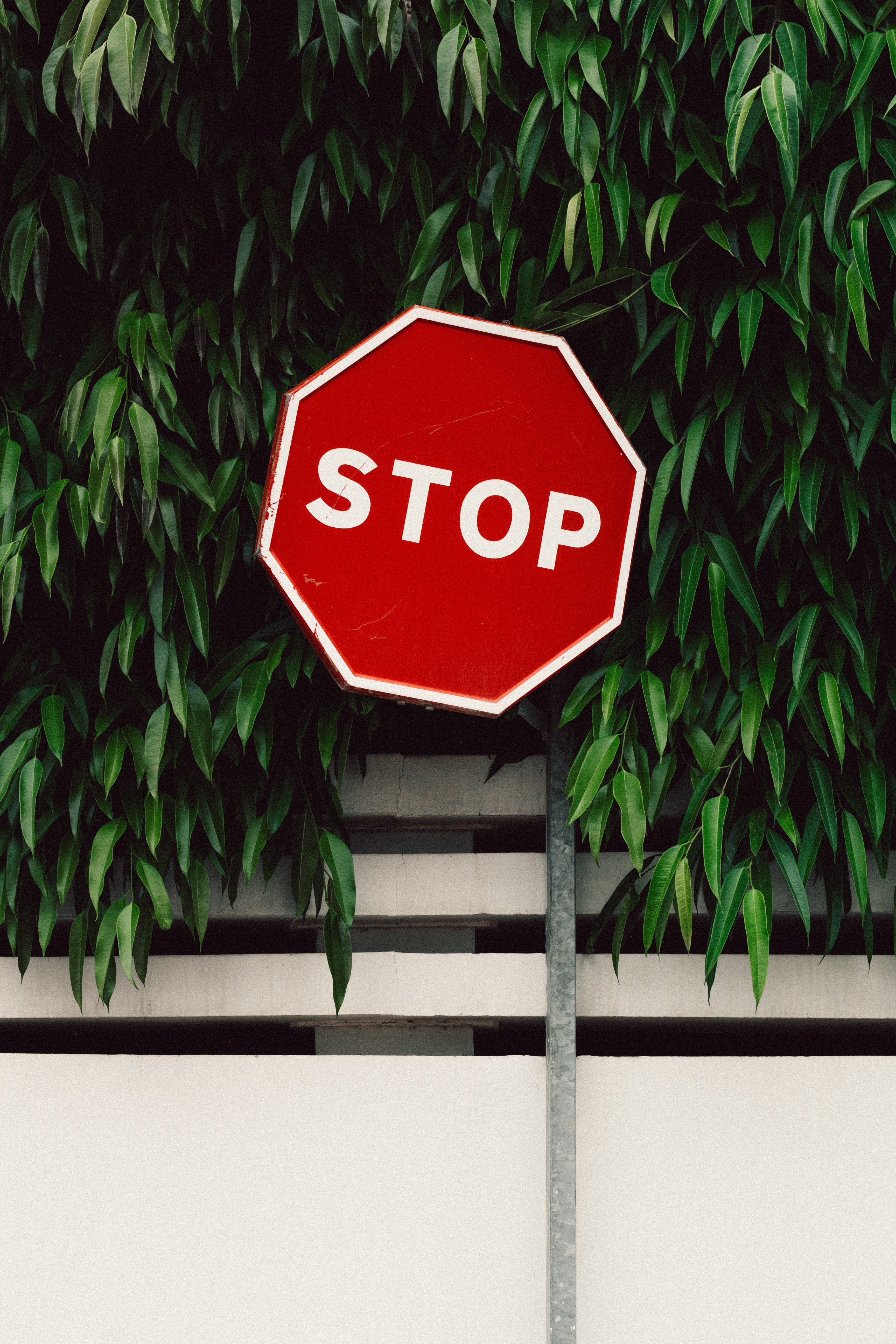 Panneau de circulation rouge stop, devant des feuilles d'arbres et un muret.