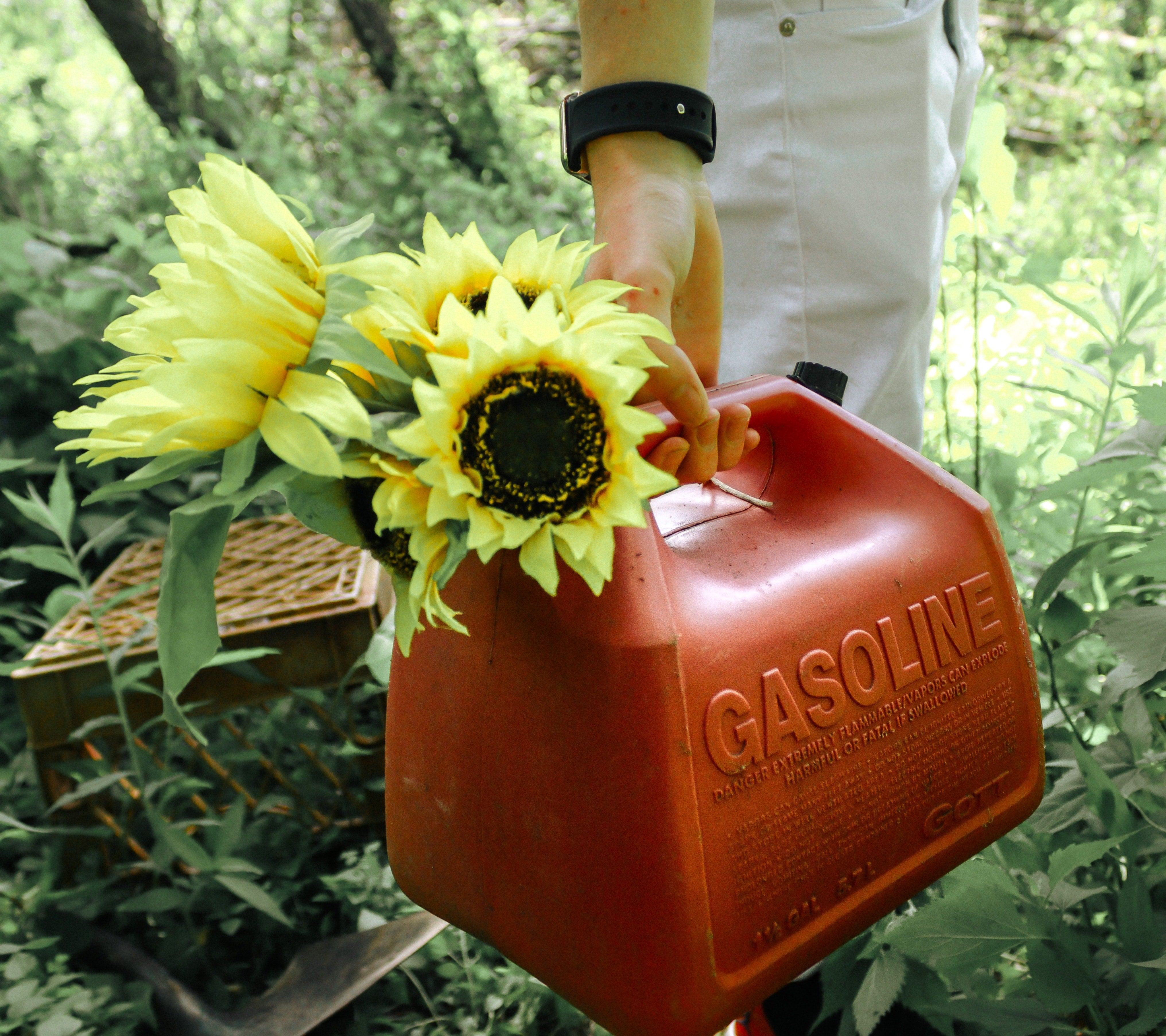 Fleurs de tournesol tenues par un ancien bidon de fuel rouge. Le bidon est porté par la main d'un homme, et il se situe dans un jardin vert.
