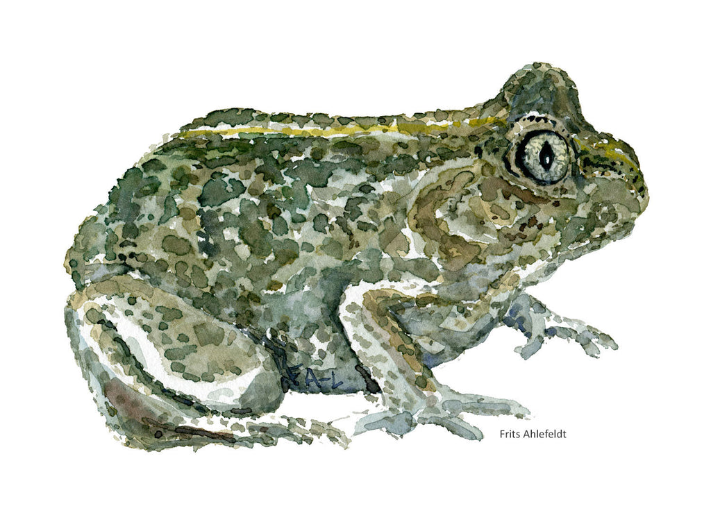 Common Spade Toad
