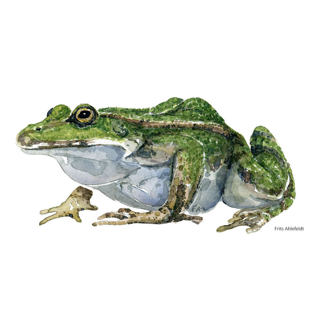 Edible frog watercolor
