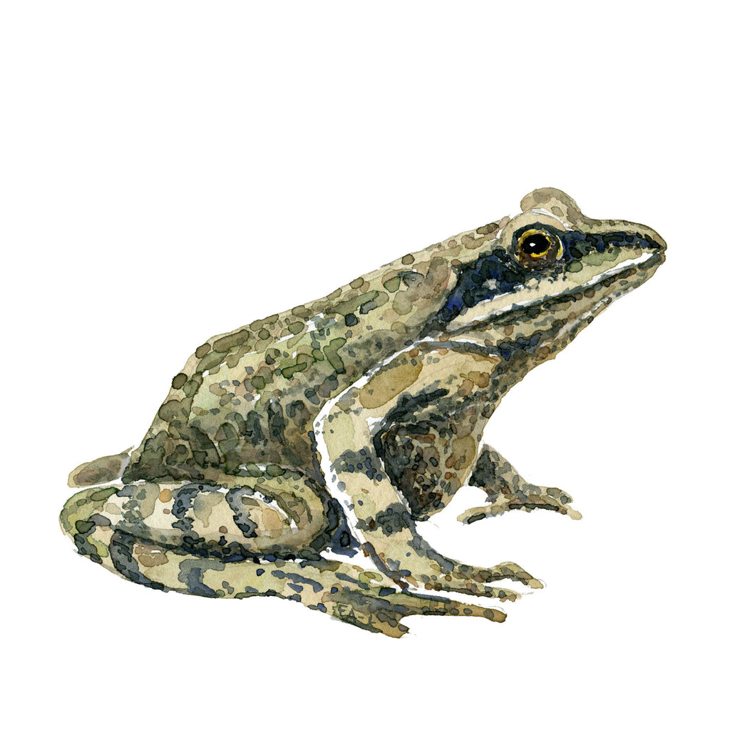 Moor frog watercolor