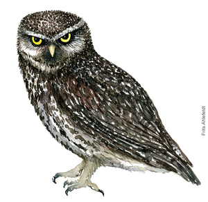 Dw00334 Download Little owl (Kirkeugle) watercolour