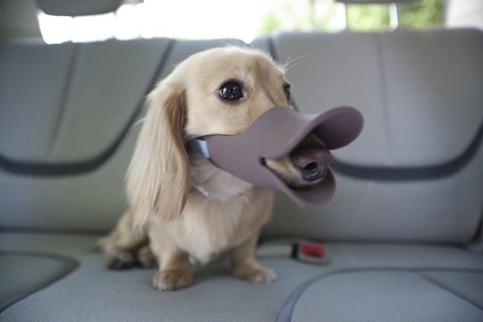 muzzles for miniature dachshunds