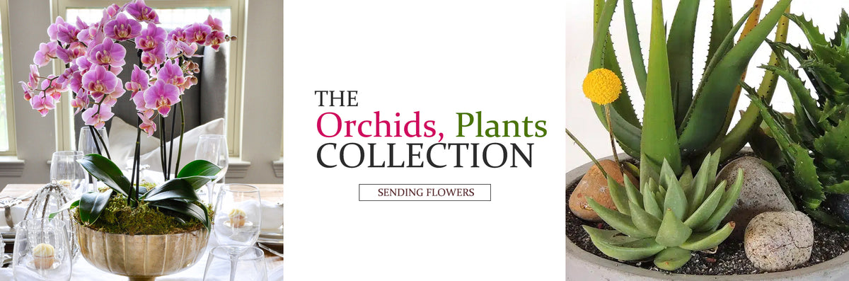 orchidcollections.jpg__PID:8e9b049d-78d5-42ef-9b59-c8b3724cab6c