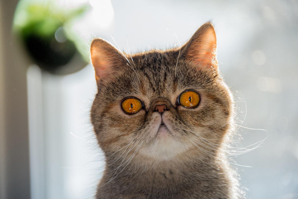 Exotic Shorthair Cat Breed Facts Health Personality Health Issues