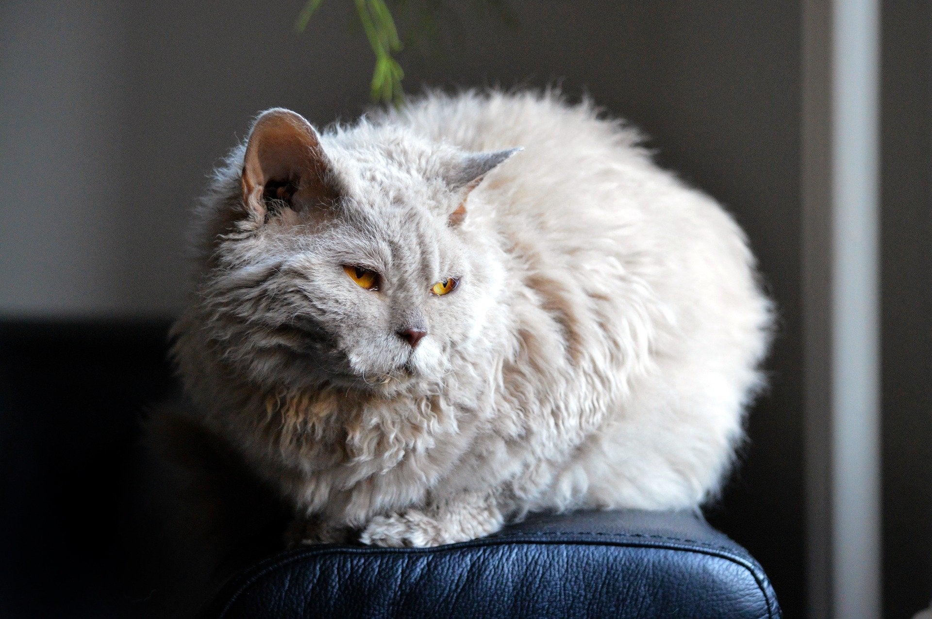 grey cat with white undercoat