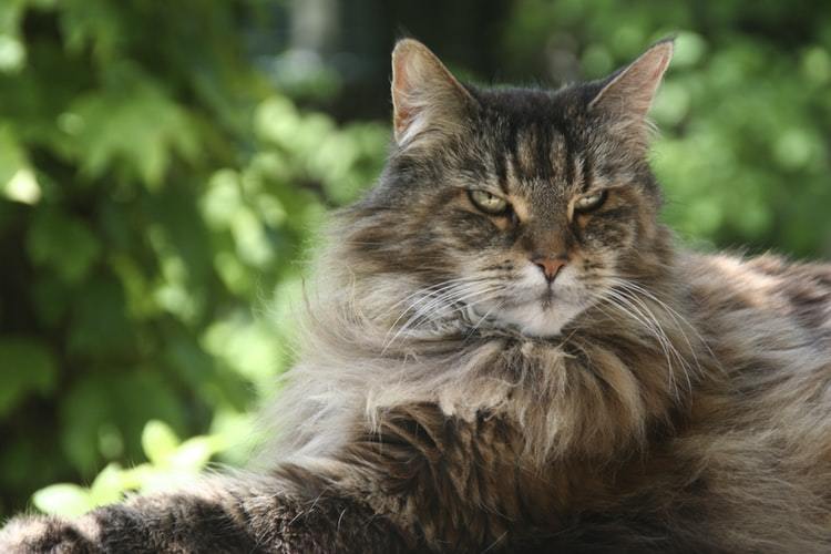 Maine Coon Cat Breed Facts - Health, Personality and Health Issues ...