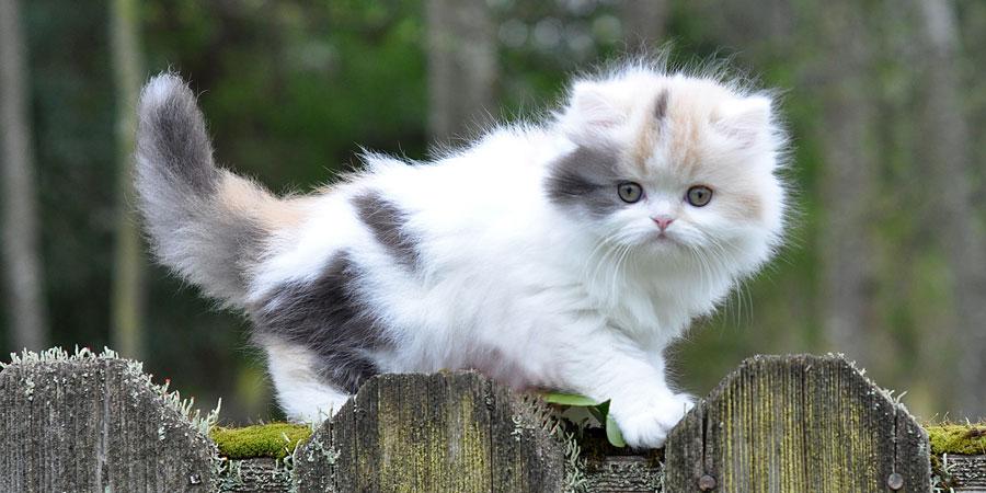 fluffy munchkin cat
