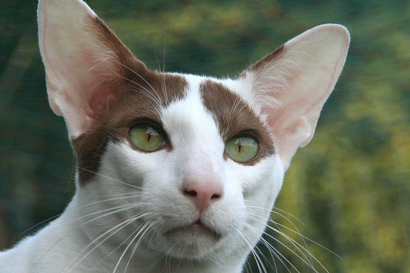 Peterbald Cat Breed Facts - Health, Personality and Health Issues ...