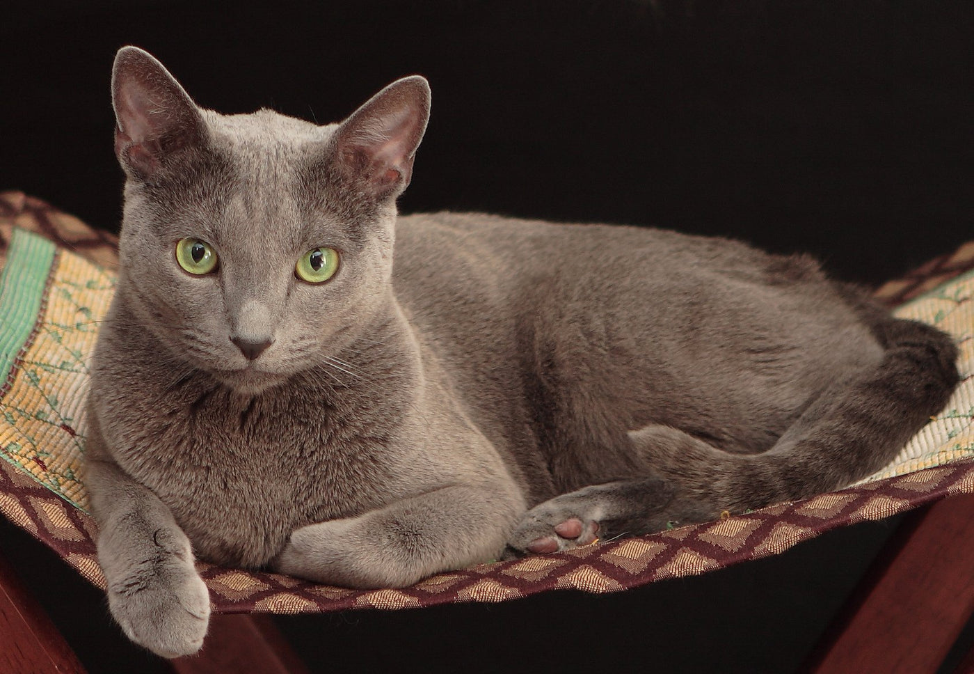 Russian Blue Cat Breed Facts Health, Personality and Health Issues
