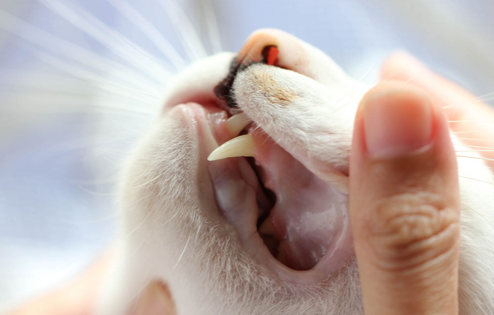 Top 10 signs of dental disease in cats – Basepaws