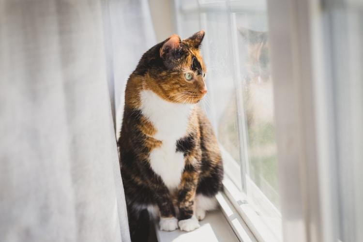 Why Calico Cats Are Always Female | BASEPAWS