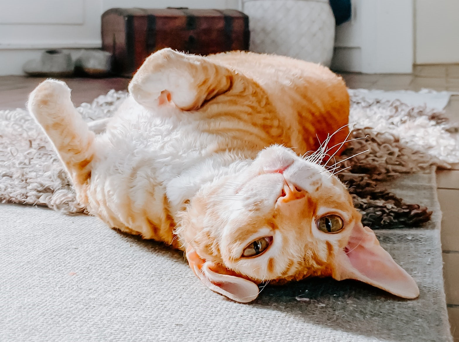 orange tabby white spotted cat laying on the back on a carpet catnip explained