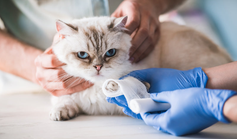 A cat having their paw wrapped as part of the first aid process