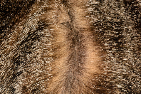 Image of agouti banding in a cat's fur