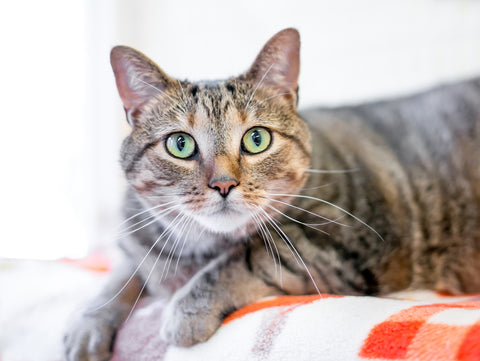 Cute tabby cat with green eyes resting on a red and white plaid blanket.