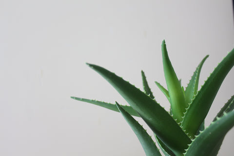 Image of Aloe Vera plant against a grey background.