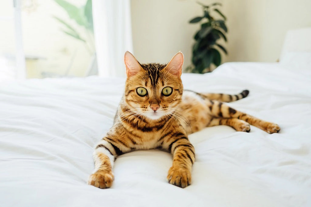 Bengal cat with the rosette coat pattern