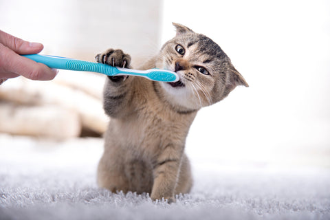 British shorthair kitten, person offering toothbrush to kitten to brush teeth.