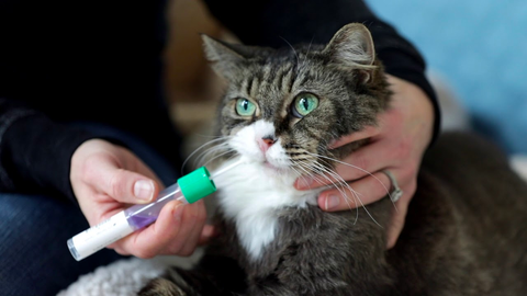 Person hand swabbing cat's mouth with DNA test