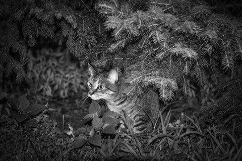 Cat hunting prey at night from the bushes.