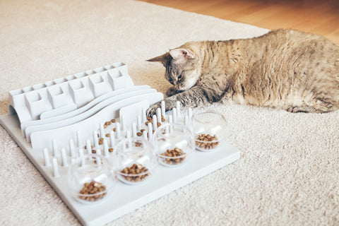 Cat trying to get food out of a food puzzle on the floor.