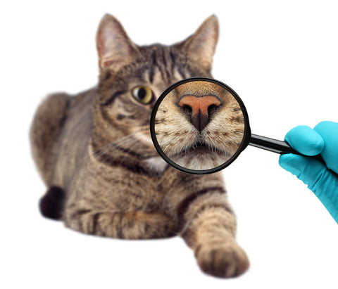 Tabby cat on white background. Person wearing blue gloves and holding a magnifying glass to cat.