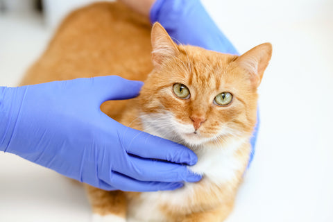 Orange and white tabby cat held by person wearing blue colored medical gloves.