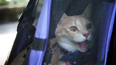 Cat panting and stressed in carrier. Car ride to veterinarian.