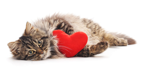 Cat with toy heart isolated on a white background.