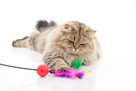 Persian cat playing with a feather toy. White background.