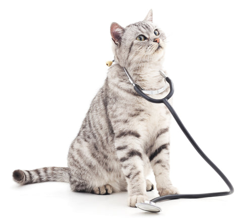 Light grey tabby cat with stethoscope around neck against a white background.