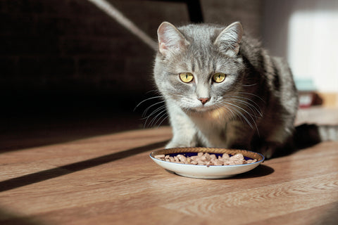 Grey tabby cat eating wet food out of a small dish. 