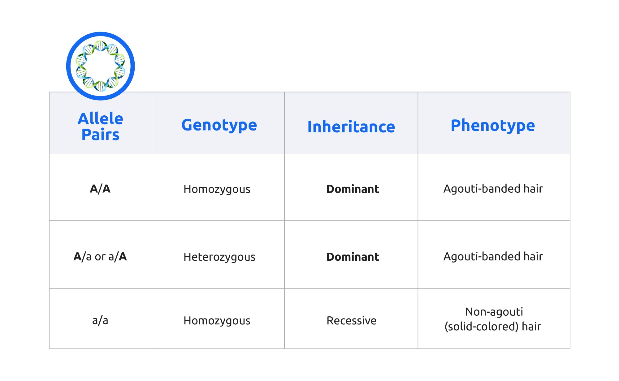 Table 1. Allele pairs, genotypes, and genetic inheritance patterns for agouti and non-agouti banded hair in cat coats.