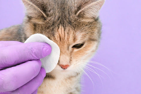 Person with purple medical gloves cleaning a cat's eyes with cotton. Cat on purple background.