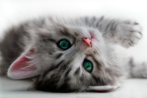 Cute kitten looking at viewer.