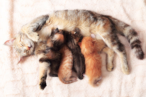 Cat nursing her four young kittens, close up overhead view.