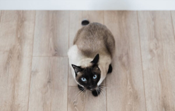 siamese cat looking in the camera