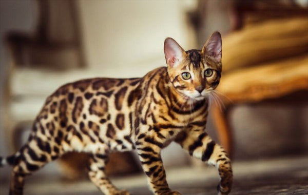 playful bengal cat