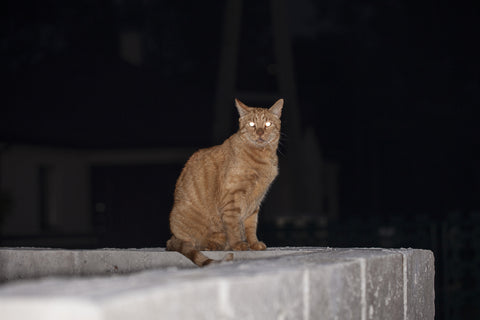 Ginger tabby cat sitting on fence in the dark with glowing eyes.