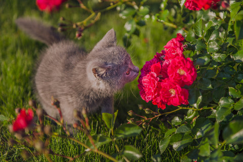 Cute little gray British Shorthair kitten smells red bush roses on green grass.