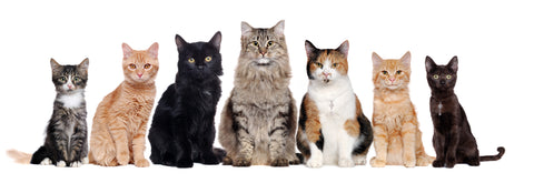 Image of different cats sitting next to each other in a line, with many coat colors and patterns.
