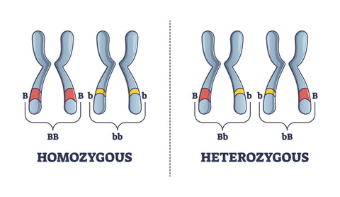 Heterozygous vs homozygous parent gene differences comparison outline diagram. Labeled educational individuals carrying two identical alleles inheritance to mutated chromosomes vector illustration.