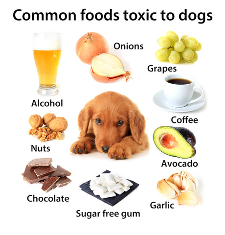 Image with photos of common foods toxic to dogs with a puppy in the center
