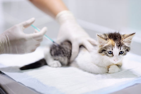 Female veterinary doctor giving injection for cute kitten