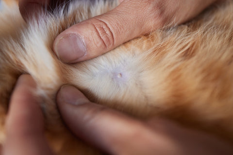 Nipple male cat. A nipple of a cat with orange. Nipple in cat fur.